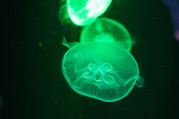 Close up Blubbler Jellyfish in the Aquarium