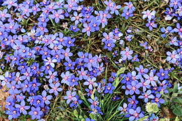 Obraz premium Beautiful meadow with Lysimachia Monelli flowers
