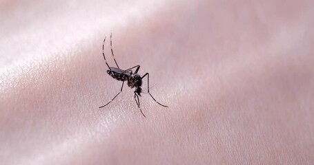 Video of mosquitoes trying to stick needles into skin.
The mosquito is often a carrier of infectious disease.