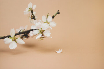 Blooming almond branch on a beige background.