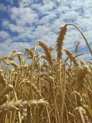 field of wheat