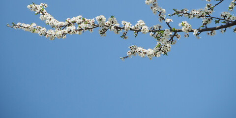 Obraz premium Spring blossom branch on sky blue background