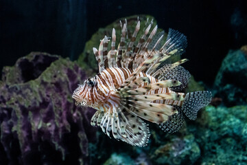 Close up Red Lionfish in the Aquarium