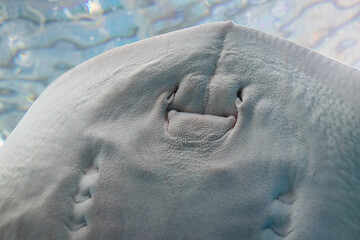 Close up Spotted Eagle Ray