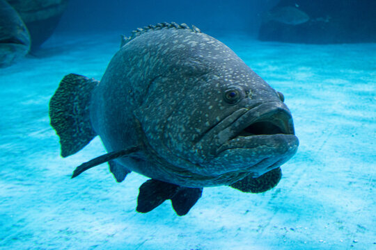 Close up Giant Grouper Fish, Epinephelus Lanceolatus
