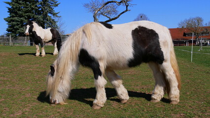 Obraz premium Ponys auf einer Weide