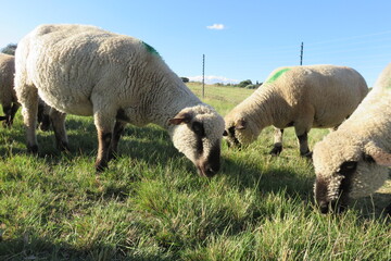 Closeup photograph of sheep grazing on lush bright green grass under a blue sky with tiny clouds in South Africa in autumn