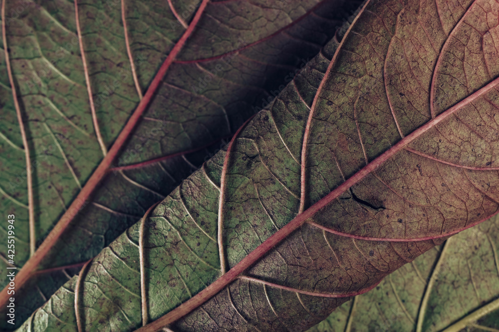 Poster Beautiful leaf teture pattern background for design. Macro photography view.
