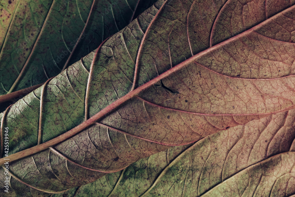 Poster Beautiful leaf teture pattern background for design. Macro photography view.