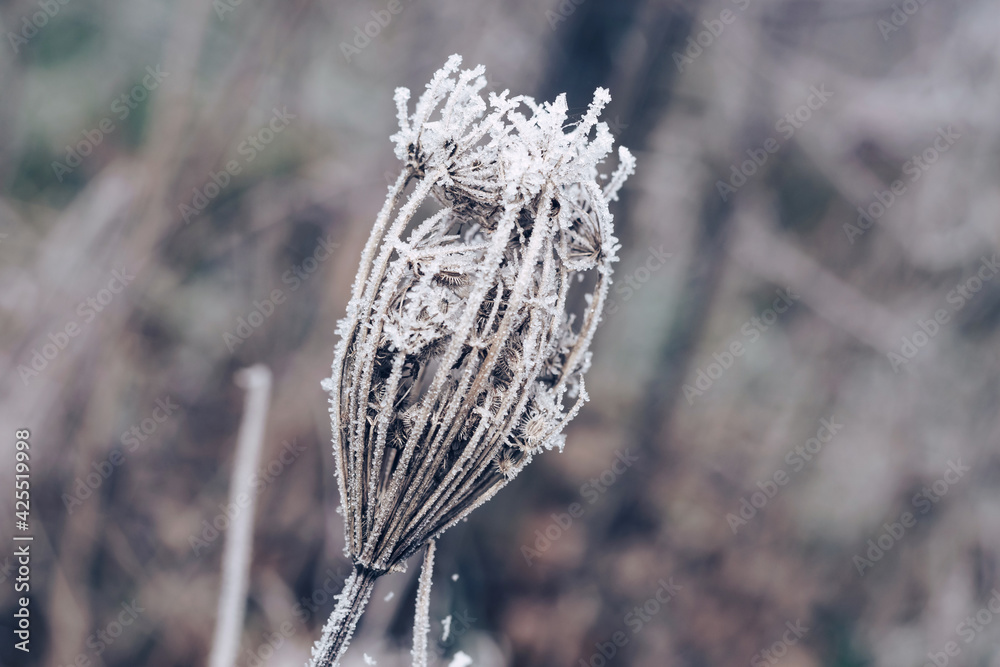 Poster Frozen white wild carrot flowers of a wild greater burdock. Nature background pattern texture for design.