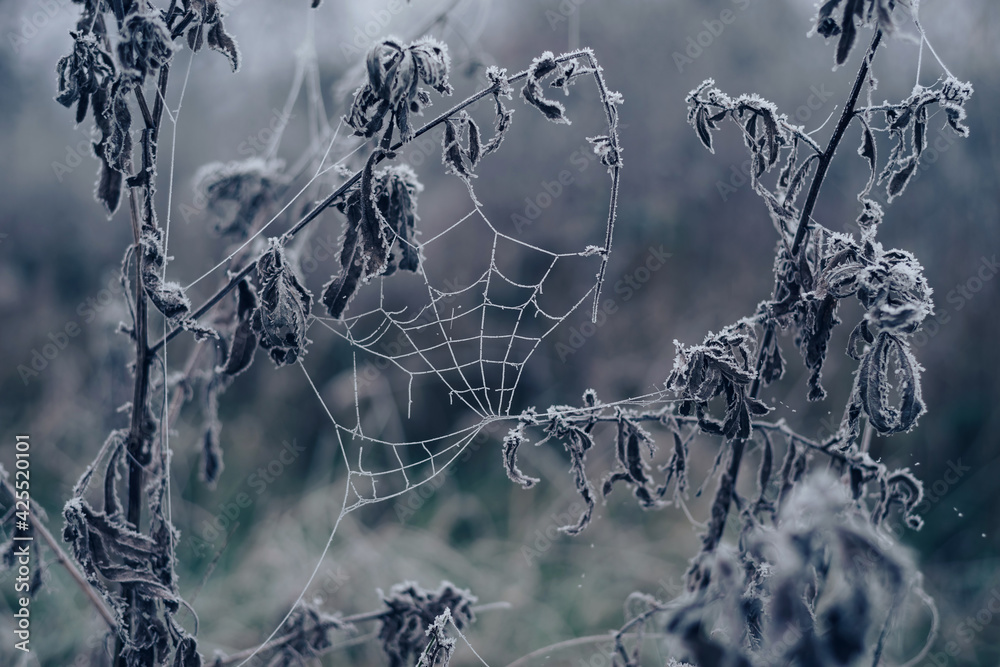 Poster Frozen spider web background winter. Frozen nature. A cobweb on the grass in a woods covered by iced frost..