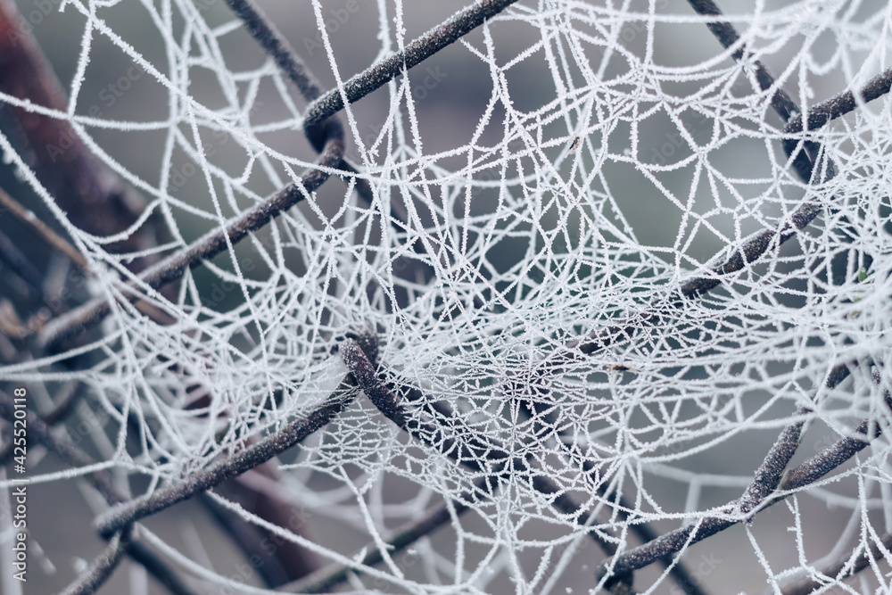Poster Frozen spider web background winter. Frozen nature. A cobweb on the grass in a woods covered by iced frost..