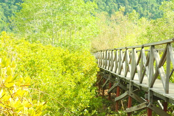 Fototapeta premium Mangrove Garden Wooden Bridge 