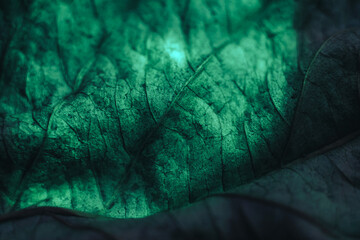 Close up Beautiful abstract leaf in neon light. Minimalism modern style concept. Background pattern for design. Macro photography view.