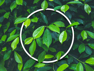 White frame on green leaves wall texture background.