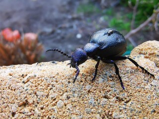 Käfer trägt Käfer, schwarzer Käfer
