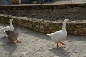Obraz premium gänse im historischen ortskern von westhofen