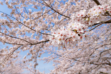 満開の桜並木(東伊豆クロスカントリーコース)