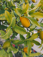 Little and ornamental tangerine tree