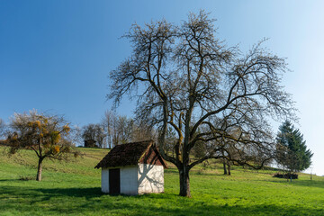 Streuobstwiese im April