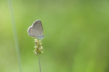 Little Butterfly on Wild Grass