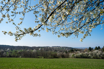 Frühling am Karlsruher Turmberg