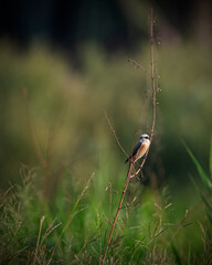 Red Backed Shrike