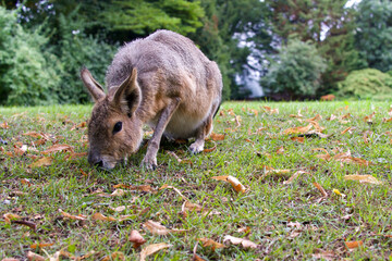 Patagonian Mara (Riesenmerrschweinchen) eating grass