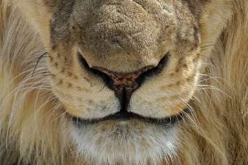 Nahaufnahme eines jungen männlichen Löwen (Panthera leo) im Etosha National, Namibia, Afrika