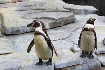 Naklejka premium Two Penguins standing on rocks