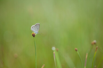 Little Butterfly on Wild Grass