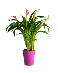 Pink calla lily in flowerpot isolated on white background
