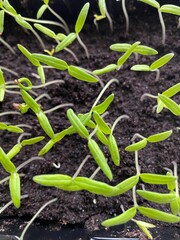 plants de tomates , semis dans terreau