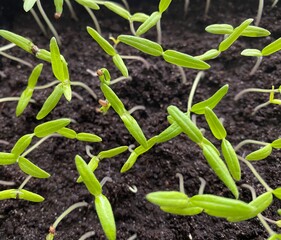 plants de tomates , semis dans terreau