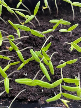 plants de tomates , semis dans terreau