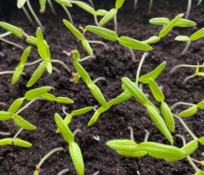 plants de tomates , semis dans terreau