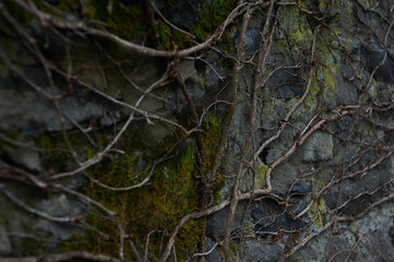 Stone wall, plant roots twisting along the stone wall, moss, natural background patterns from the roots.
