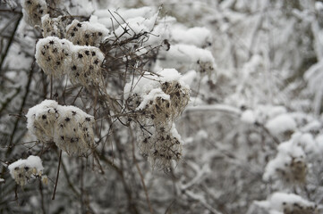 Red berries in the frost after a snowfall in December before the new year.