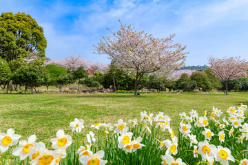 Fototapeta na wymiar スイセンと桜咲く東伊豆クロスカントリーコースの芝生広場