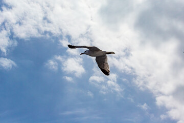 seagull flying