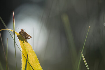 Fototapeta na wymiar Little Butterfly on Wild Grass