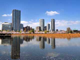 Obraz premium 満開の桜と不忍池 東京都上野公園