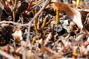 the soldier bug . a lot of red and black bug soldiers crawling on the ground in the branches from the tree side view . insects