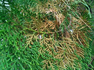 Naklejka na ściany i meble close up of green needles