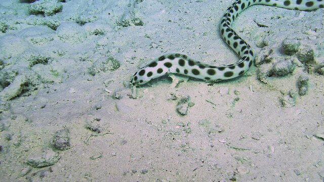Tiger Snake Eel (Myrichthys maculosus) IP, 100 cm.
ID: white with round black spots.