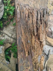 tree bark