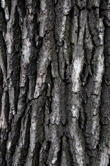 Bark texture photo. Dark nature relief background. Tree trunk texture