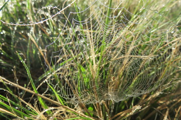 Closeup photograph of a spiderweb spun in green grass, covered with dew drops glistening in the sun...