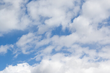 Cherry blossom during spring time