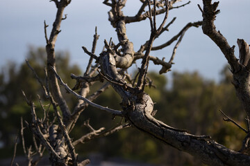 branches of a dead tree